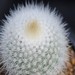 Thumbnail image of Notocactus, sucineus v.albispinus