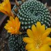 Thumbnail image of Rebutia (Aylostera), krainziana (yellow flowers)