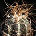 Thumbnail image of Astrophytum, capricorne variety crassispinoides
