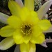 Thumbnail image of Chamaelobivia (Southfield Nurseries Hybrid), 'Lincoln Yellow Belly'