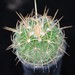 Thumbnail image of Stenocactus (Echinofossulocactus), confusus