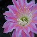 Thumbnail image of Echinopsis (Southfield Nurseries Hybrid), 'Bourne Blush'