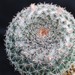 Thumbnail image of Mammillaria, chionocephala