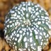 Thumbnail image of Astrophytum, asterias cv Superkabuto