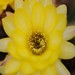 Thumbnail image of Chamaelobivia (Southfield Nurseries Hybrid), 'Lincoln Beam'