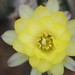 Thumbnail image of Chamaelobivia (Southfield Nurseries Hybrid), 'Lincoln Gleam'