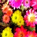 Thumbnail image of Chamaelobivia (Southfield Nurseries Hybrid), 'Lincoln Rainbow'