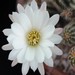 Thumbnail image of Chamaelobivia (Southfield Nurseries Hybrid), 'Lincoln Snow'
