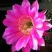 Thumbnail image of Echinopsis (Southfield Nurseries Hybrid), 'Bourne Dash'