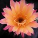 Thumbnail image of Echinopsis (Southfield Nurseries Hybrid), 'Bourne Dazzle'
