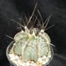 Thumbnail image of Astrophytum, capricorne v niveum